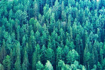Cover image for research topic "Dynamics and Diversity of Temperate and Boreal Forests in the face of Global Change"