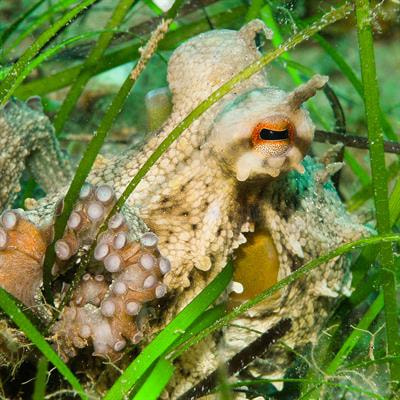 Cover image for research topic "Vision in Cephalopods, Volume II"