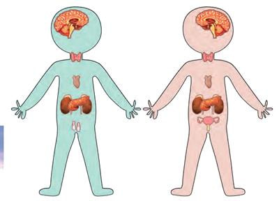 Cover image for research topic "Debates in Clinical Management in Pediatric Endocrinology"