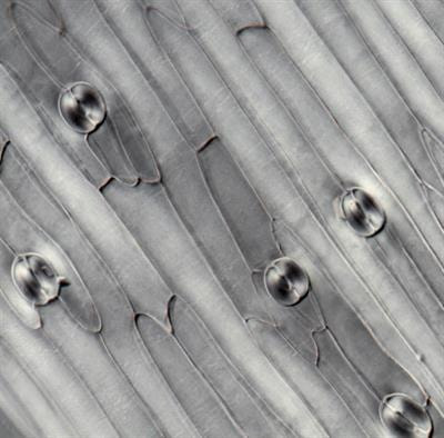 Cover image for research topic "Linking Stomatal Development and Physiology: From Stomatal Models to Non-Model Species and Crops"