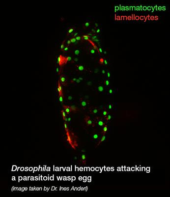 Cover image for research topic "Recent Advances in Drosophila Cellular and Humoral Innate Immunity"