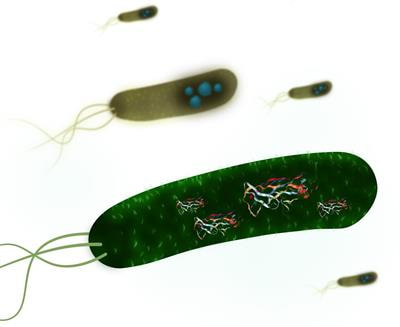 Cover image for research topic "Second Edition: Protein Aggregation And Solubility In Microorganisms (Archaea, Bacteria And Unicellular Eukaryotes): Implications And Applications
"