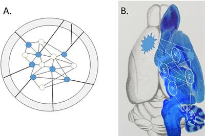 Cover image for research topic "The Emergent Engram: Multilevel Memory Trace Components and the Broader Interactions"