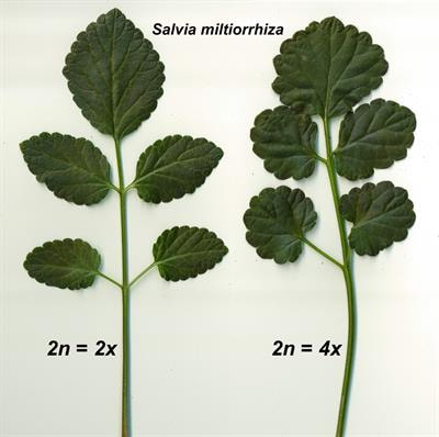 Cover image for research topic "Artificial Polyploidy in Plants"