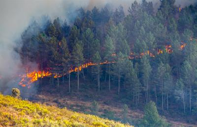 Cover image for research topic "Impact of Fire on Biodiversity"