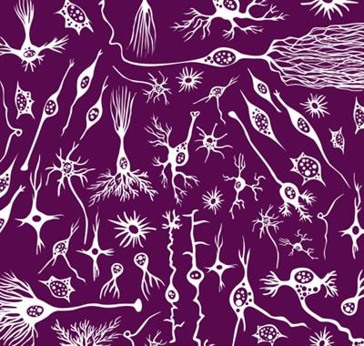 Cover image for research topic "Myelin and Oligodendrocyte Function as the Novel Treatment Targets of Serious Mental Illness (SMI)"