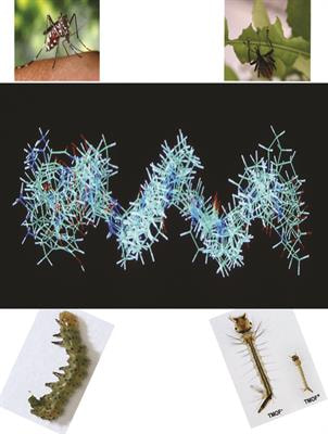 Cover image for research topic "The Role of Peptide Hormones in Insect Physiology, Biochemistry, and Molecular Biology Processes"