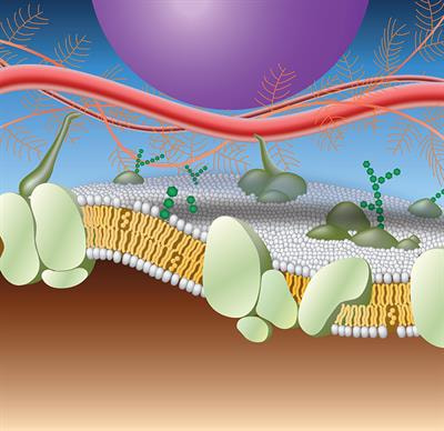 Cover image for research topic "The Impact of Tumor Extracellular Matrix Cross-Talk on Cancer Hallmarks"