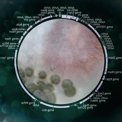 Cover image for research topic "The Significance of Mitogenomics in Mycology"