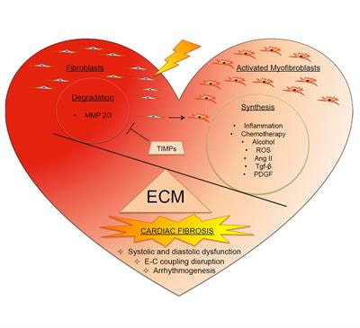 Cover image for research topic "Cardiac Fibrosis, from Lineage Tracing to Therapeutic Application"