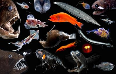 Cover image for research topic "Deep Pelagic Ecosystem Dynamics in a Highly Impacted Water Column: The Gulf of Mexico After Deepwater Horizon"