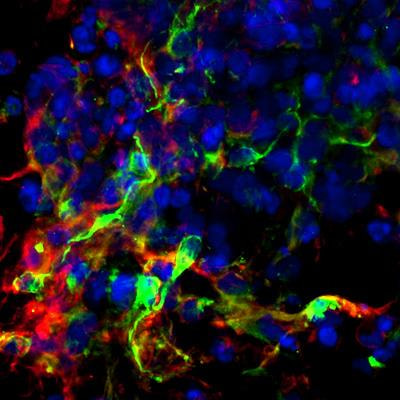 Cover image for research topic "New Microenvironments for Neuronal Differentiation"