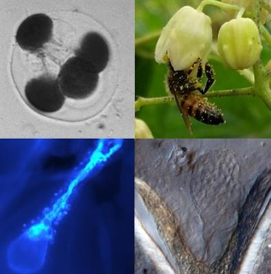 Cover image for research topic "Understanding Reproductive Development to Improve Vegetatively Propagated Tropical Crops"
