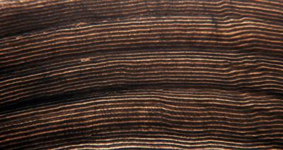 Cover image for research topic "Studying the Biology of Aquatic Animals through Calcified Structures"