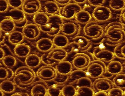 Cover image for research topic "Scanning Probe Microscopies and Related Methods in Biology"