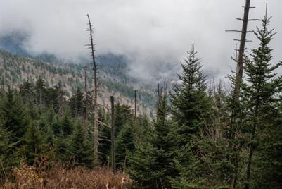 Cover image for research topic "Forest Management Alters Forest Water Use and Drought Vulnerability"