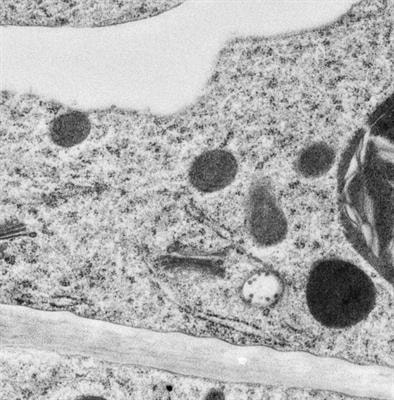 Cover image for research topic "Plant Organelle Interaction Network and Membrane Contact Sites"