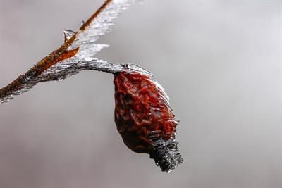 Cover image for research topic "Physiological, Molecular and Genetic Perspectives of Chilling Tolerance in Horticultural Crops"