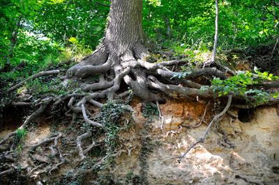Cover image for research topic "Forest Rhizosphere Interactions: Cascading Consequences for Ecosystem-Level Carbon and Nutrient Cycling"