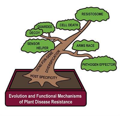 Cover image for research topic "Evolution and Functional Mechanisms of Plant Disease Resistance"