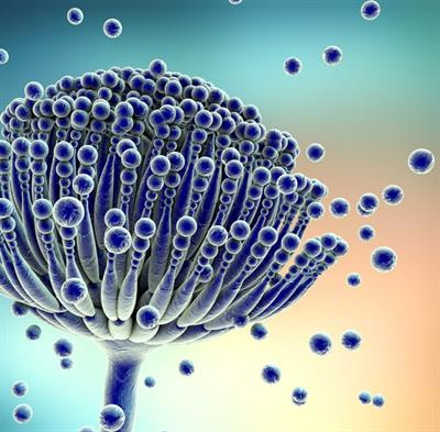 Cover image for research topic "Antifungal resistance and new therapeutic strategies"