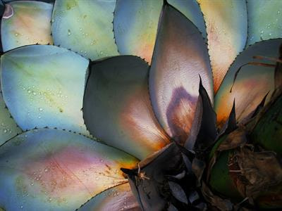 Cover image for research topic "Recent Advances and Future Perspectives for Agavoideae Research: Agave, Yucca and Related Taxa"