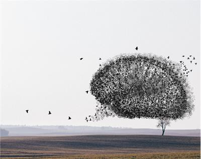 Cover image for research topic "Synchronization, Swarming and Emergent Behaviors in Complex Networks and Neuroscience"