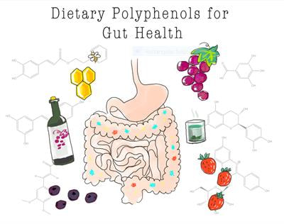 Cover image for research topic "Dietary Polyphenols for Improving Gut Health: Volume 1"