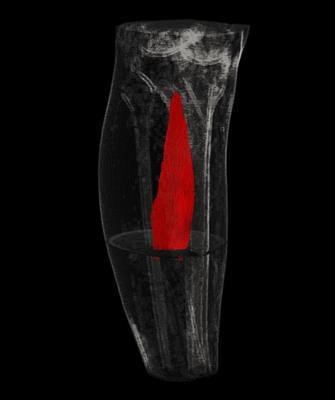 Cover image for research topic "Muscle Mechanics, Extracellular Matrix, Afferentation, Structural and Neurological Coupling and Coordination in Health and Disease"