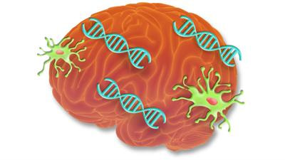 Cover image for research topic "Immunogenetics Advances in Non-glial CNS Tumors"