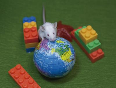 Cover image for research topic "Environmental Enrichment as a Treatment?  Epigenetic Mechanisms, Challenges And Limitations"