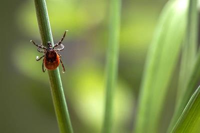 Cover image for research topic "Pathogenesis, Diagnosis and Treatment of Lyme and other Tick-borne Diseases"