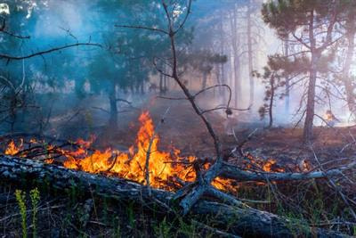 Cover image for research topic "Fuel Management and Forest Fires"