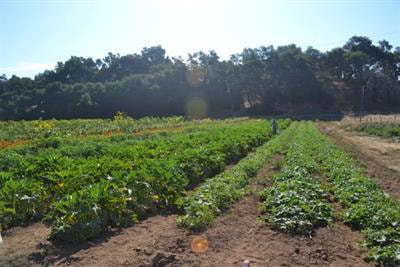 Cover image for research topic "Diversifying Farming Systems for Adaptive Capacity"