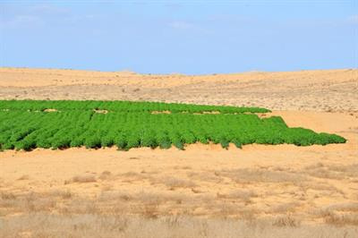Cover image for research topic "Transition from Deficit-Irrigated to Dryland Crop Production"