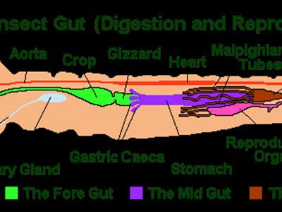 Cover image for research topic "Digestive enzymes as a leading control avenue of insect pests"