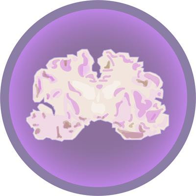 Cover image for research topic "Traumatic Brain Injury and Autoimmune Disease"