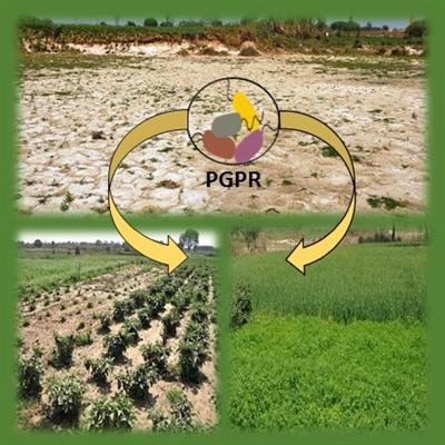 Cover image for research topic "Salt Tolerant Rhizobacteria: For Better Productivity And Remediation Of Saline Soils"