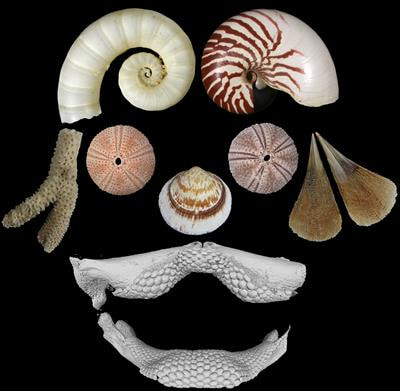Cover image for research topic "The Evolution of Biomineralization in Metazoans"