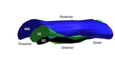 Cover image for research topic "Tendon Structure-Function Relationship in Health, Ageing and Injury"