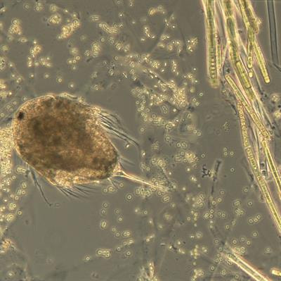 Cover image for research topic "Towards a Mechanistic Understanding of Marine Microbial Ecosystems"