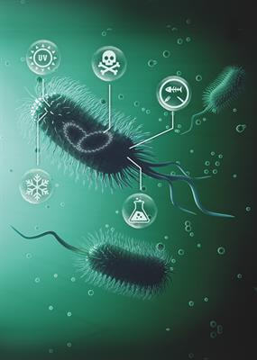 Cover image for research topic "Bacterial Chromosomes Under Changing Environmental Conditions"