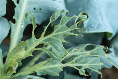 Cover image for research topic "Moving from a Curative to Preventative Pest Management Paradigm"