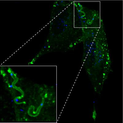 Cover image for research topic "Early Events During Host Cell - Parasite Interactions"