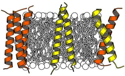 Cover image for research topic "TNFR Superfamily Oligomerization and Signaling"