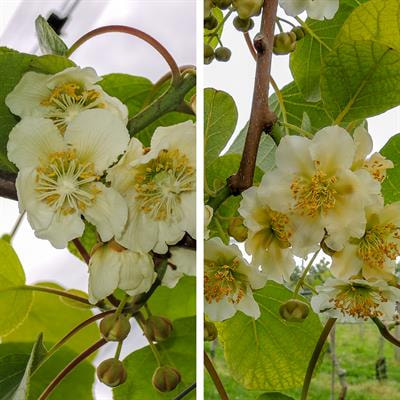 Cover image for research topic "Dioecy in Fruit Crops: The Gender Rise and Decline and Its Agronomic Impact"