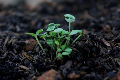 Cover image for research topic "Molecular Characterization of Humic Substances and Regulatory Processes Activated in Plants"