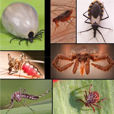 Cover image for research topic "The Role of Saliva in Arthropod-Host-Pathogen Relationships"