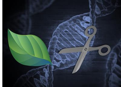 Cover image for research topic "CRISPR-Cas in Agriculture: Opportunities and Challenges"