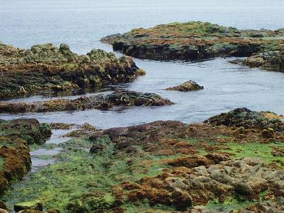 Cover image for research topic "Environmental Stress-Promoting Responses in Algae"